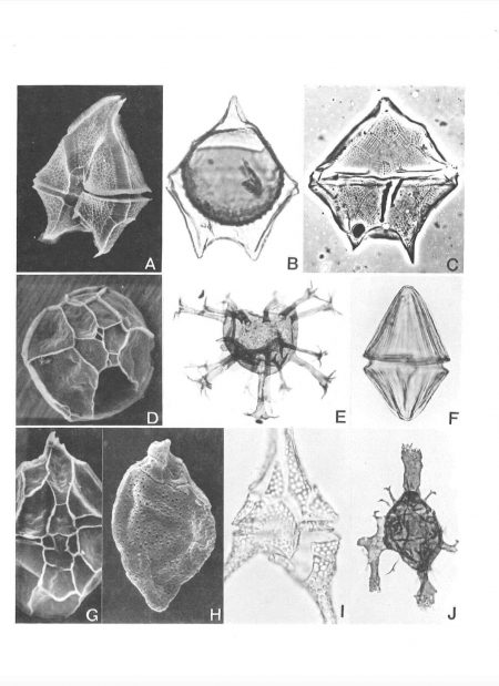 AASP Evitt 1985 Dinoflagellate Cysts Content 7