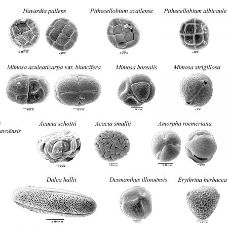 Palynology SEM polllen poster Fabaceae Detail