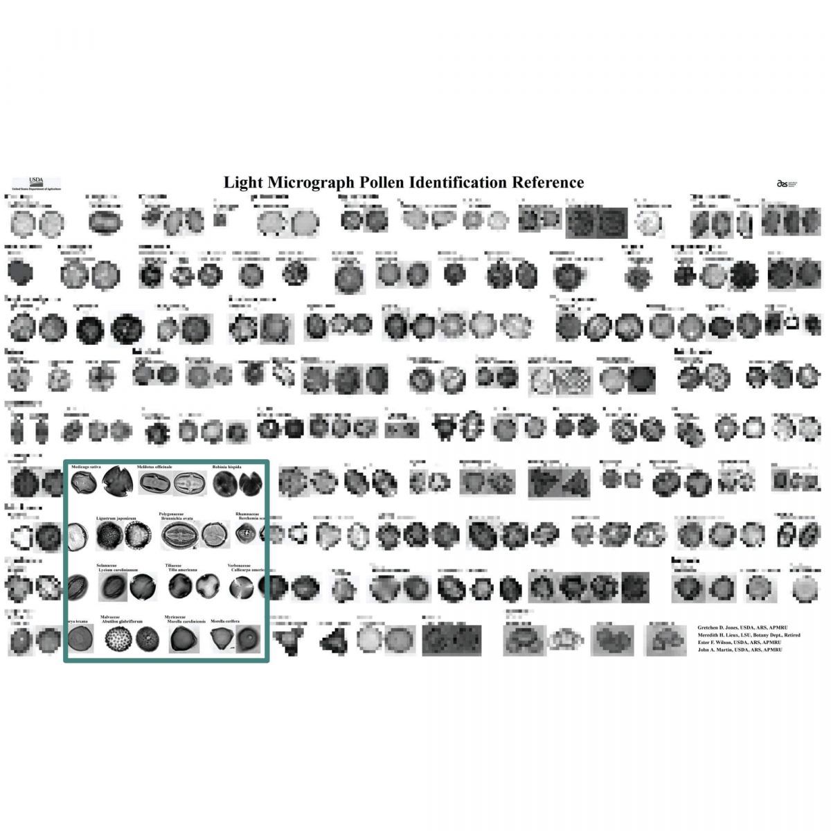 Light Micrograph Pollen Identification Reference: Aperture Types (PDF) | Palynological Society Shop