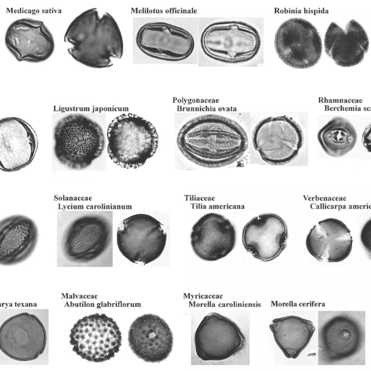 Light Micrograph Pollen Identification Reference: Aperture Types (PDF ...